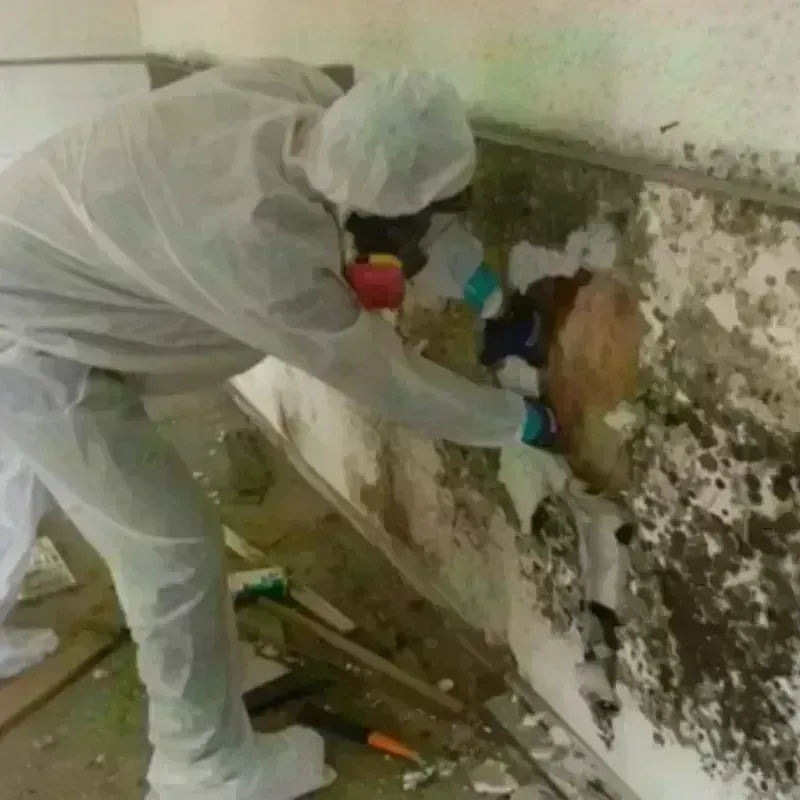 Mold Remediation and Removal in Augusta, GA